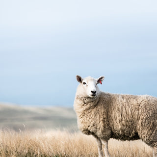 Why Wool?