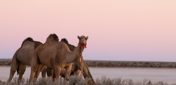 Trekking Aus with 4 wild camels... solo